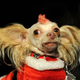 Illustration for article titled For Some Dogs, The Holidays Are Ruff